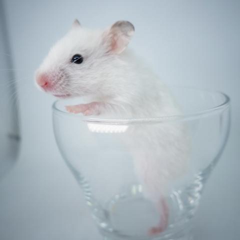 シリアンハムスター(黒目ホワイト)