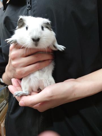 ロシアンスモーク