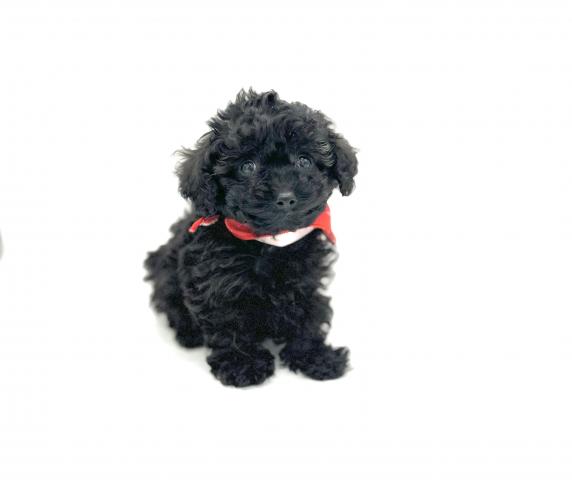 トイプードル☆現金でお支払いの場合表示価格より5%引き