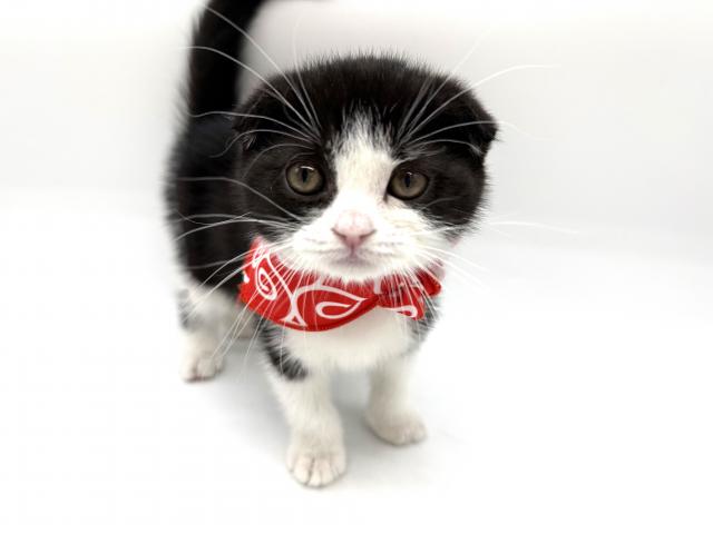 スコティッシュフォールド