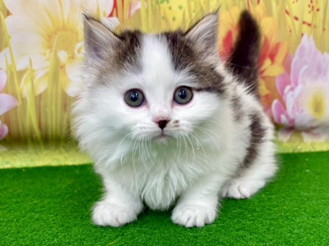 マンチカン4/13デビュー予定