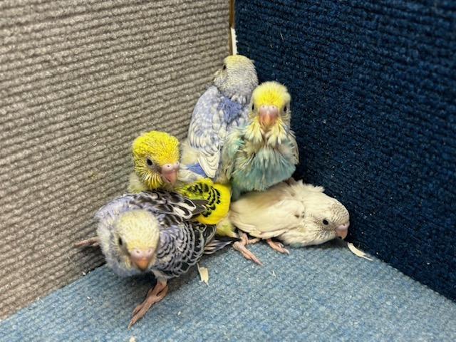 セキセイインコ