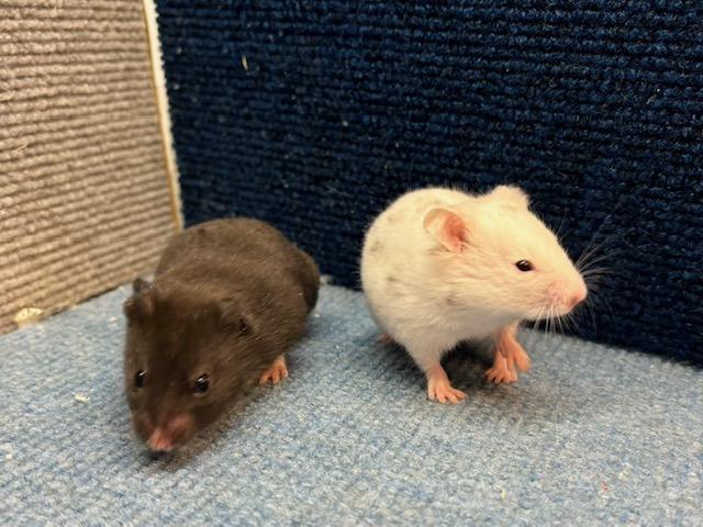 カラーハムスター