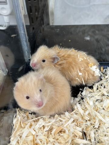 サテンハムスター