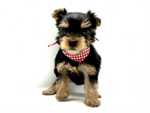 ヨークシャーテリア