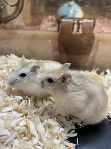 ジャンガリアン