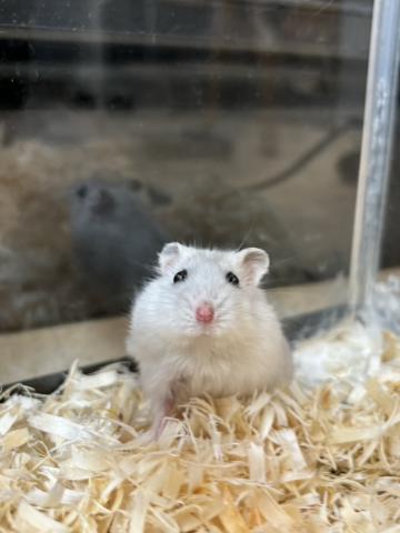 ジャンガリアン