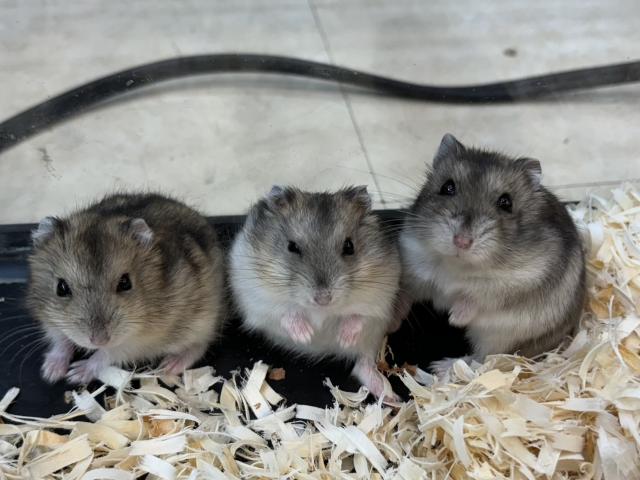 ジャンガリアン