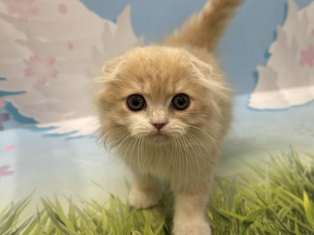 スコティッシュフォールド