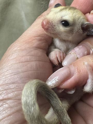 プラチナの女の子