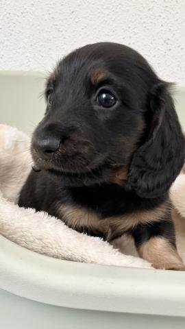 ミニチュアダックスフンド