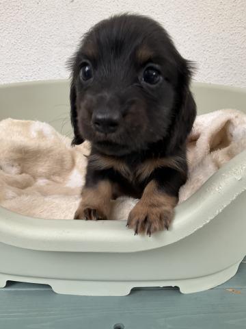 ミニチュアダックスフンド