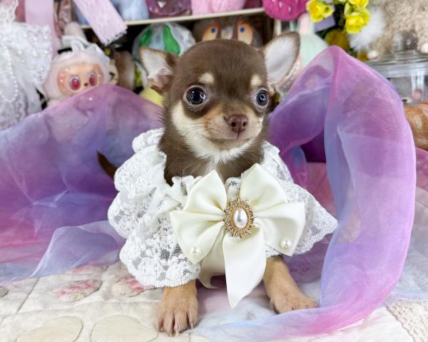 チワワ(スムースコート)