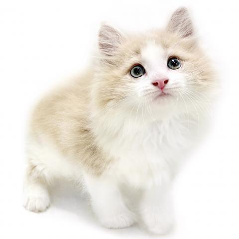 ノルウェージャンフォレストキャット