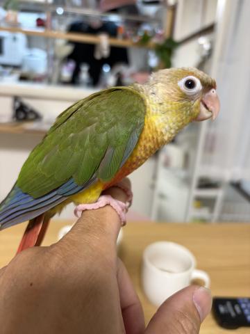 ウロコインコ