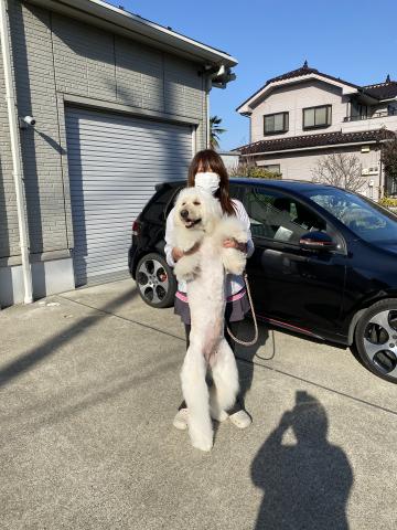 シーハート　ドゥードル