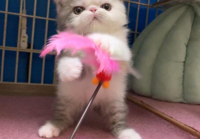 エキゾチックショートヘアー