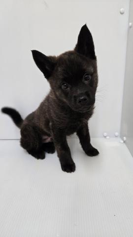 甲斐犬