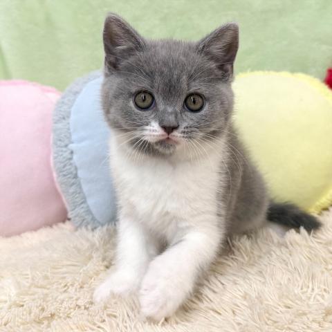 ブリティッシュショートヘア