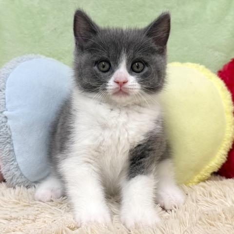 ブリティッシュショートヘア