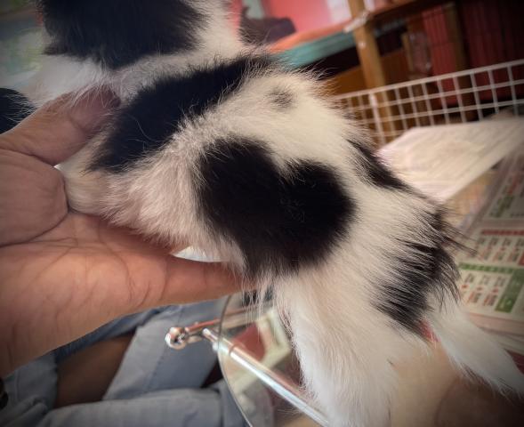 チワワ（ロングコート）【ワンニャン購入サポート開催中】小さくて可愛い子🌸おトイレは覚えた賢い子🌸 【当店自慢の10項目】の検査クリアの子🌸お迎え総額220,000円🌸