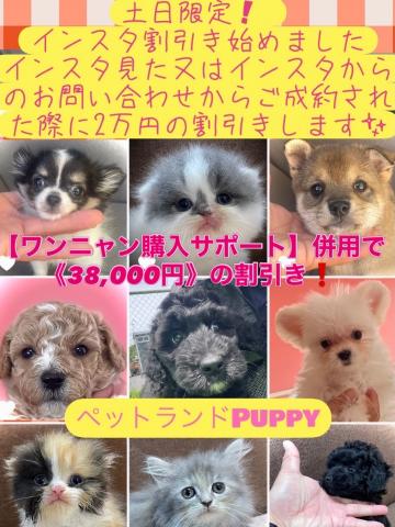 柴犬【ワンニャン購入サポート開催中】人気の柴犬💕可愛い仕草をするお茶目な子💕おトイレも覚えた賢い子💕真心込めて躾けてありますのでご安心してお迎えできます💕 【当店自慢の10項目】の検査クリアの子💕お迎え総額60,000円❗️