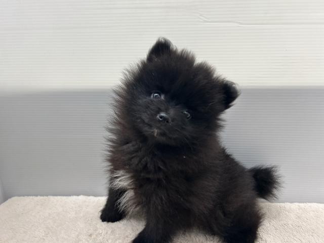 ポメラニアン
