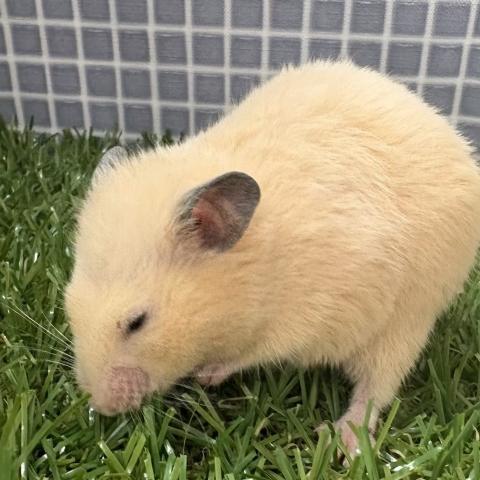ハムスター キンクマ