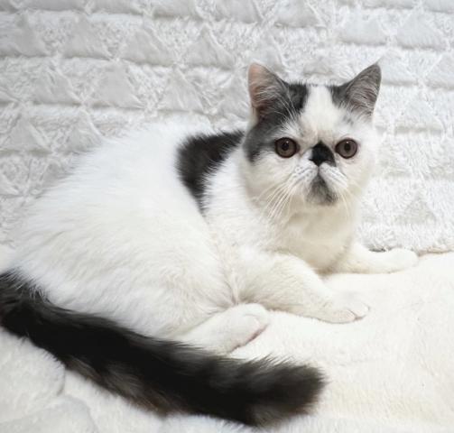 エキゾチックショートヘアー