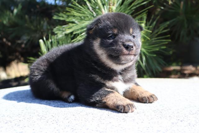 柴犬