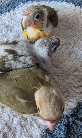 ウロコインコ