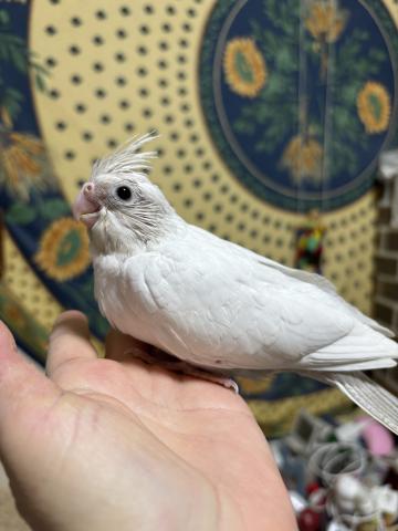 オカメインコ