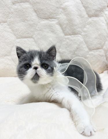 エキゾチックショートヘアー