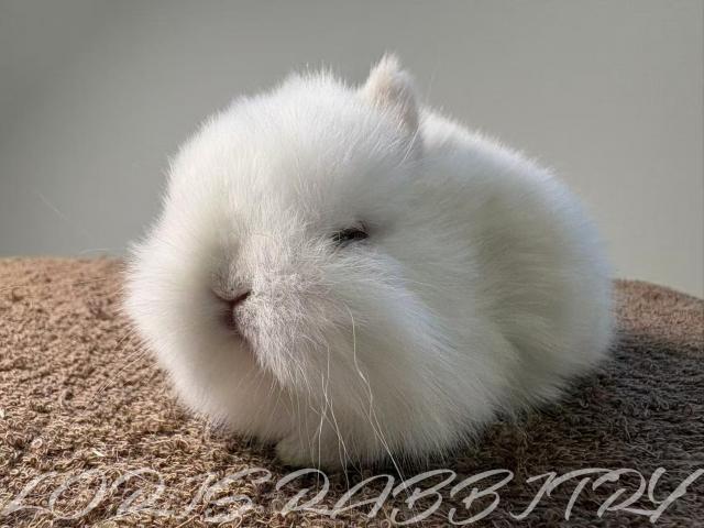 ネザーランドドワーフ