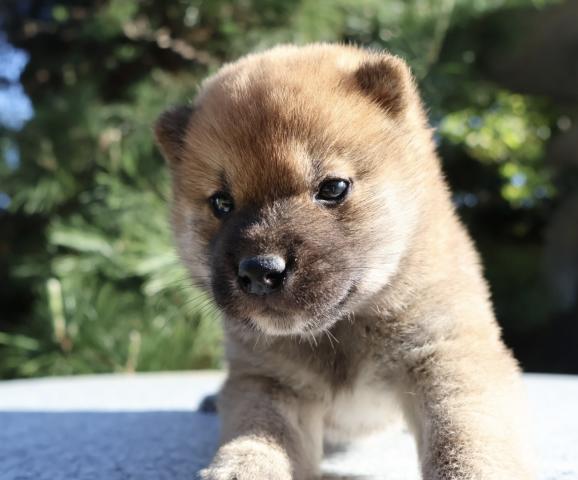 柴犬