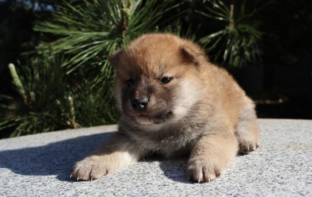柴犬