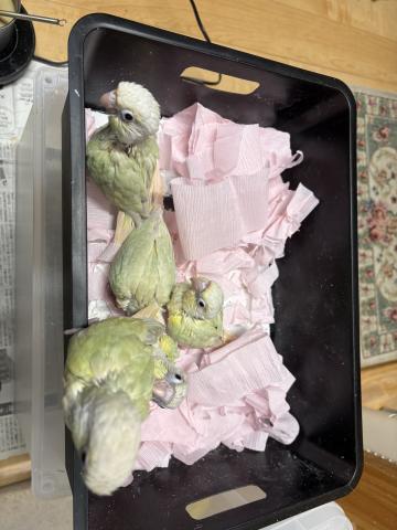 ウロコインコムーチーク