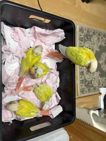 ウロコインコサンチーク