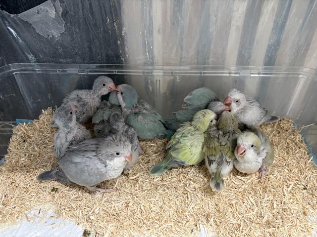 オキナインコ