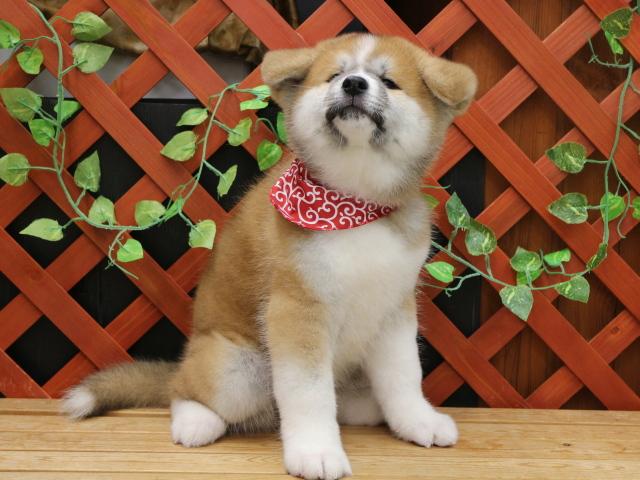 秋田犬
