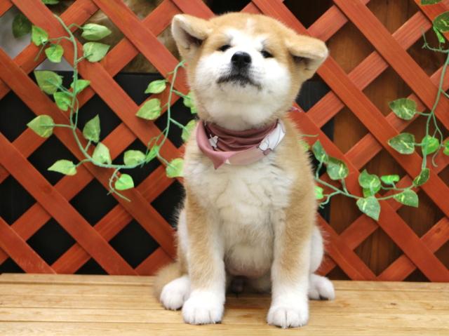 秋田犬