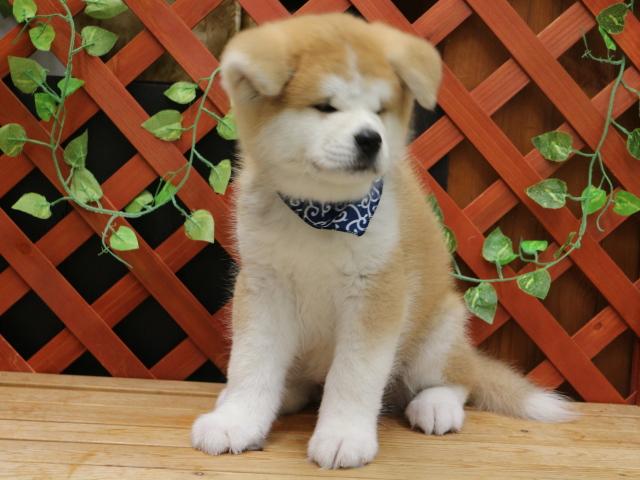 秋田犬