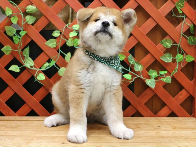 秋田犬