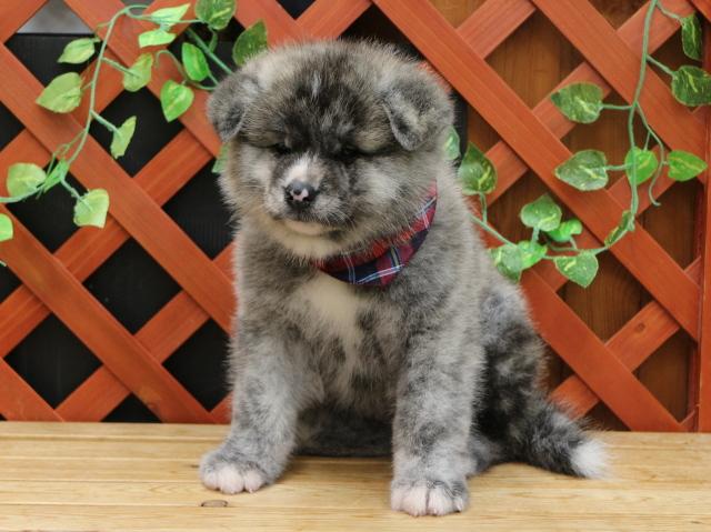 秋田犬