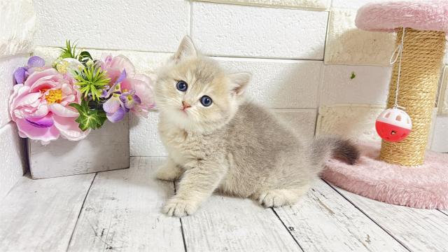 ブリティッシュショートヘア