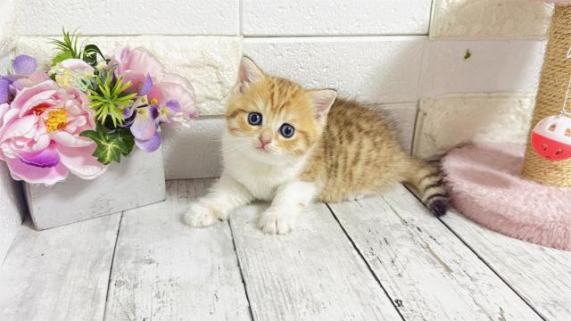 ブリティッシュショートヘア