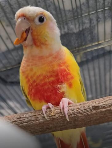 ウロコインコ