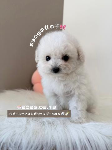 マルビションちゃん🐻❄️