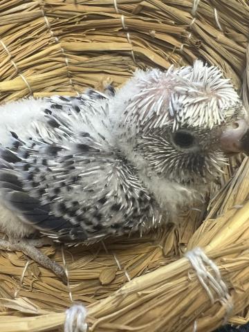 羽衣セキセイインコ／バイオレットスパングル