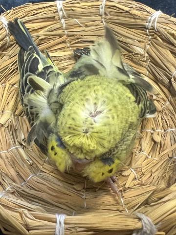 羽衣セキセイインコ／雛